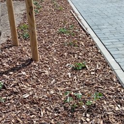 Wycinka drzew Gdańsk 3