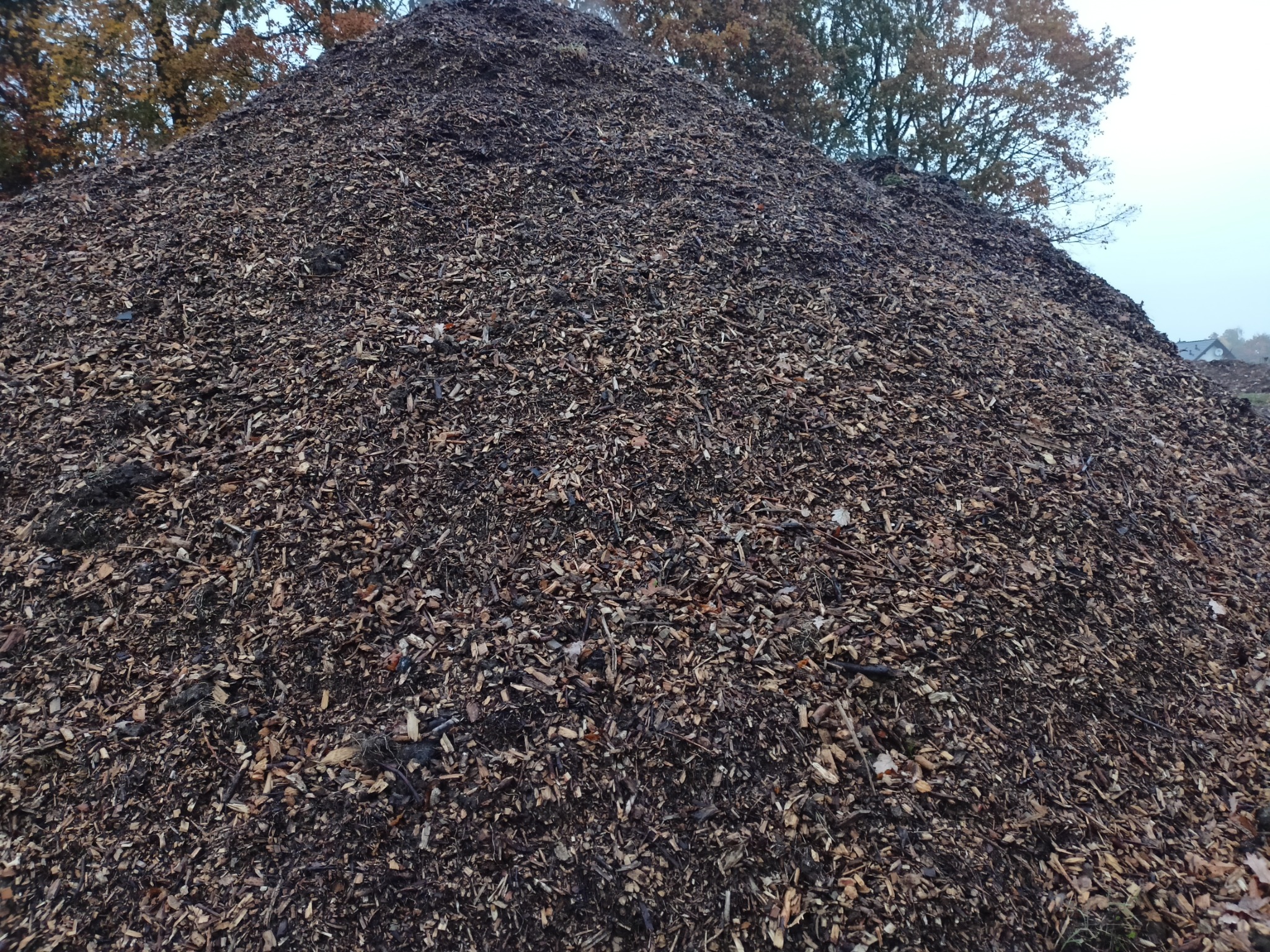 Góra zrębków drzewnych na zewnątrz, widoczne drzewa w tle.