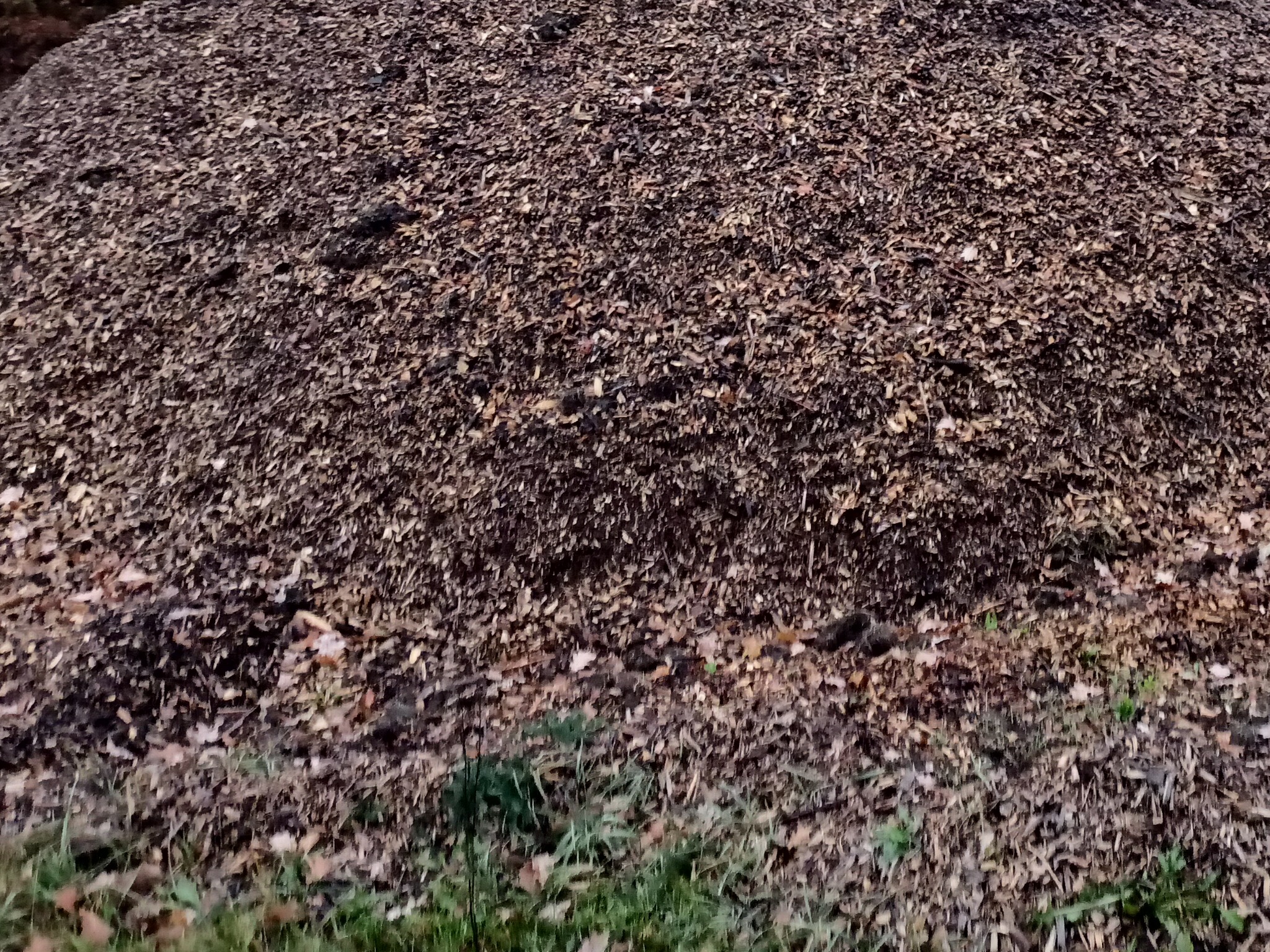 Góra brązowych zrębków drzewnych z widocznymi fragmentami liści, u podstawy widoczna trawa. Materiał przygotowany do mulczowania.