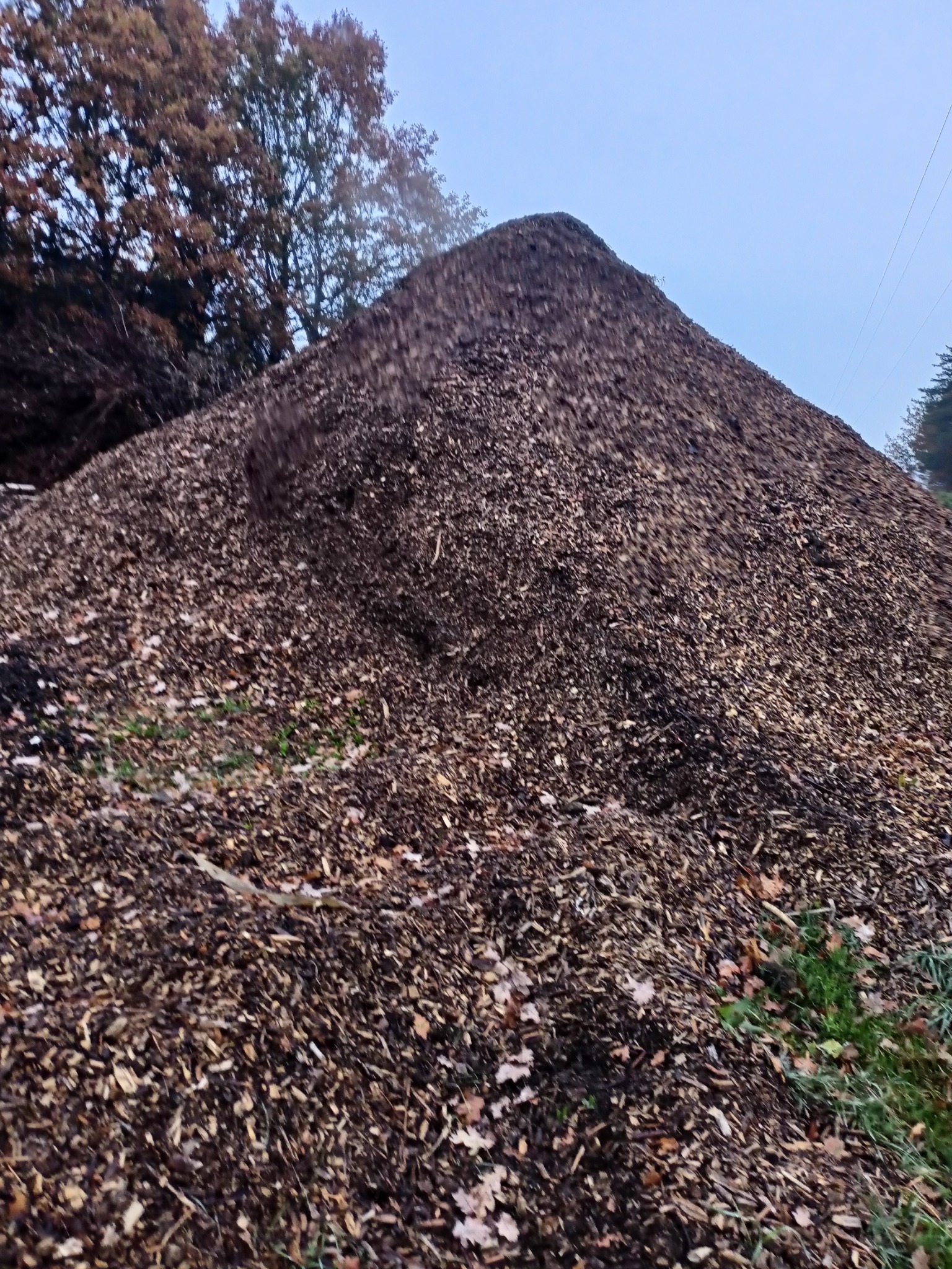 Góra zrębków drzewnych na tle drzew i nieba, widoczne drobne źdźbła trawy u podstawy kopca.