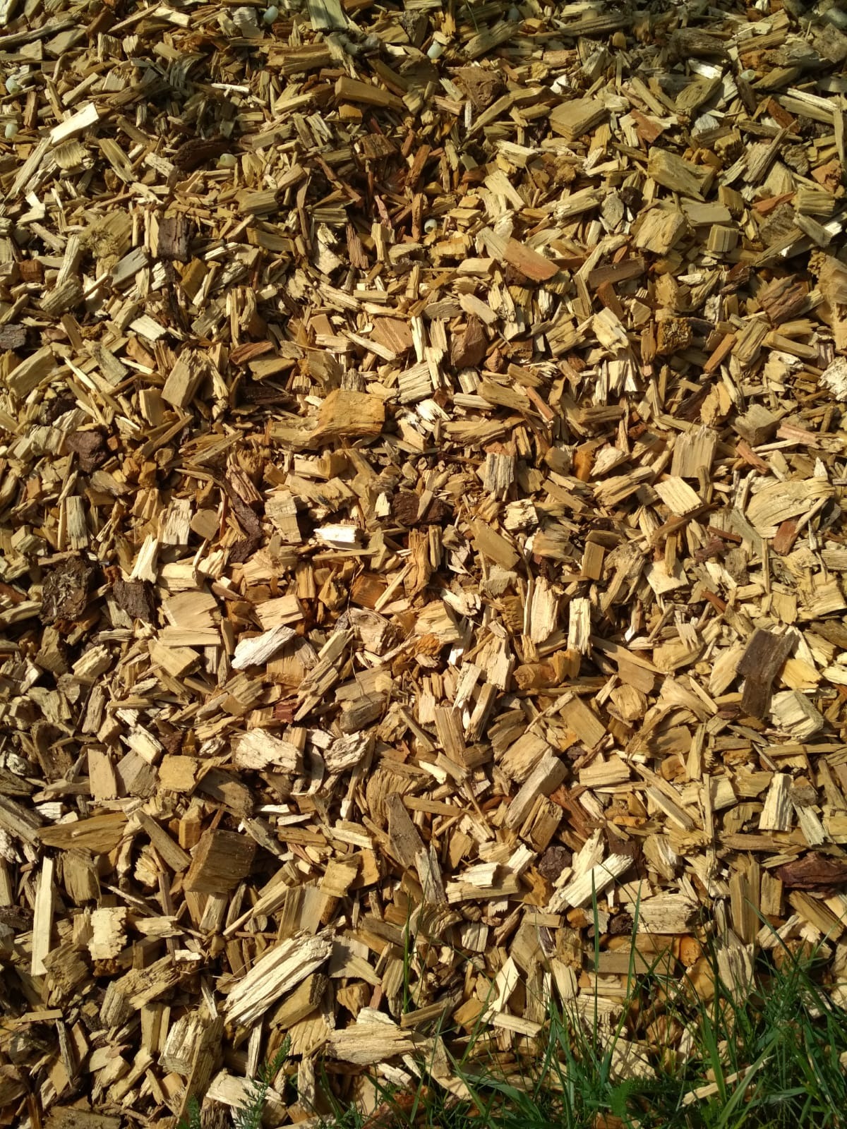 Świeże zrębki drzewne rozsypane na ziemi, z widocznymi źdźbłami trawy w dolnej części kadru, oświetlone ciepłym światłem słonecznym.