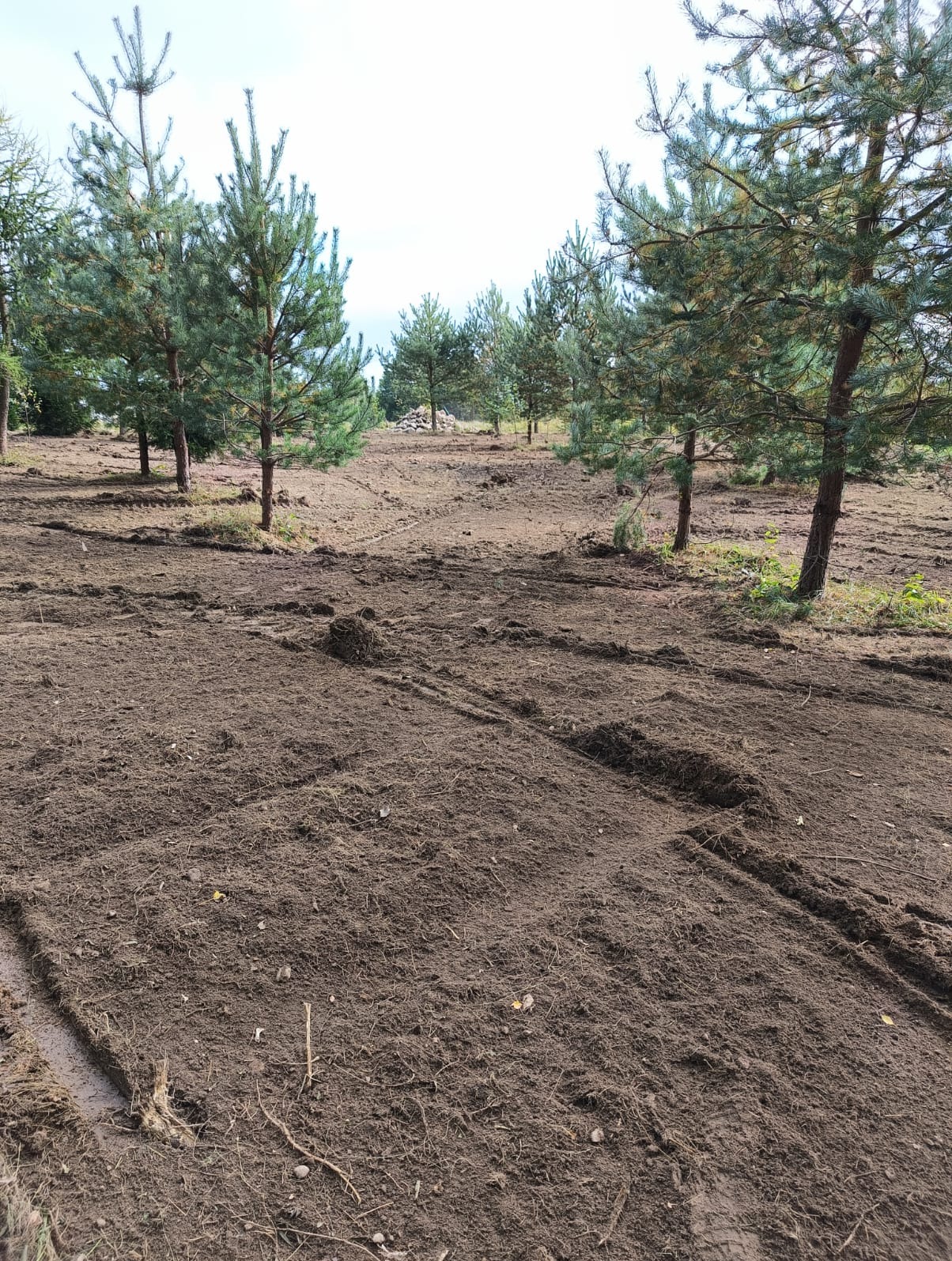 Teren po usunięciu drzew, widoczne ślady po maszynach, kilka młodych sosen pozostało na miejscu, w tle stos pni.