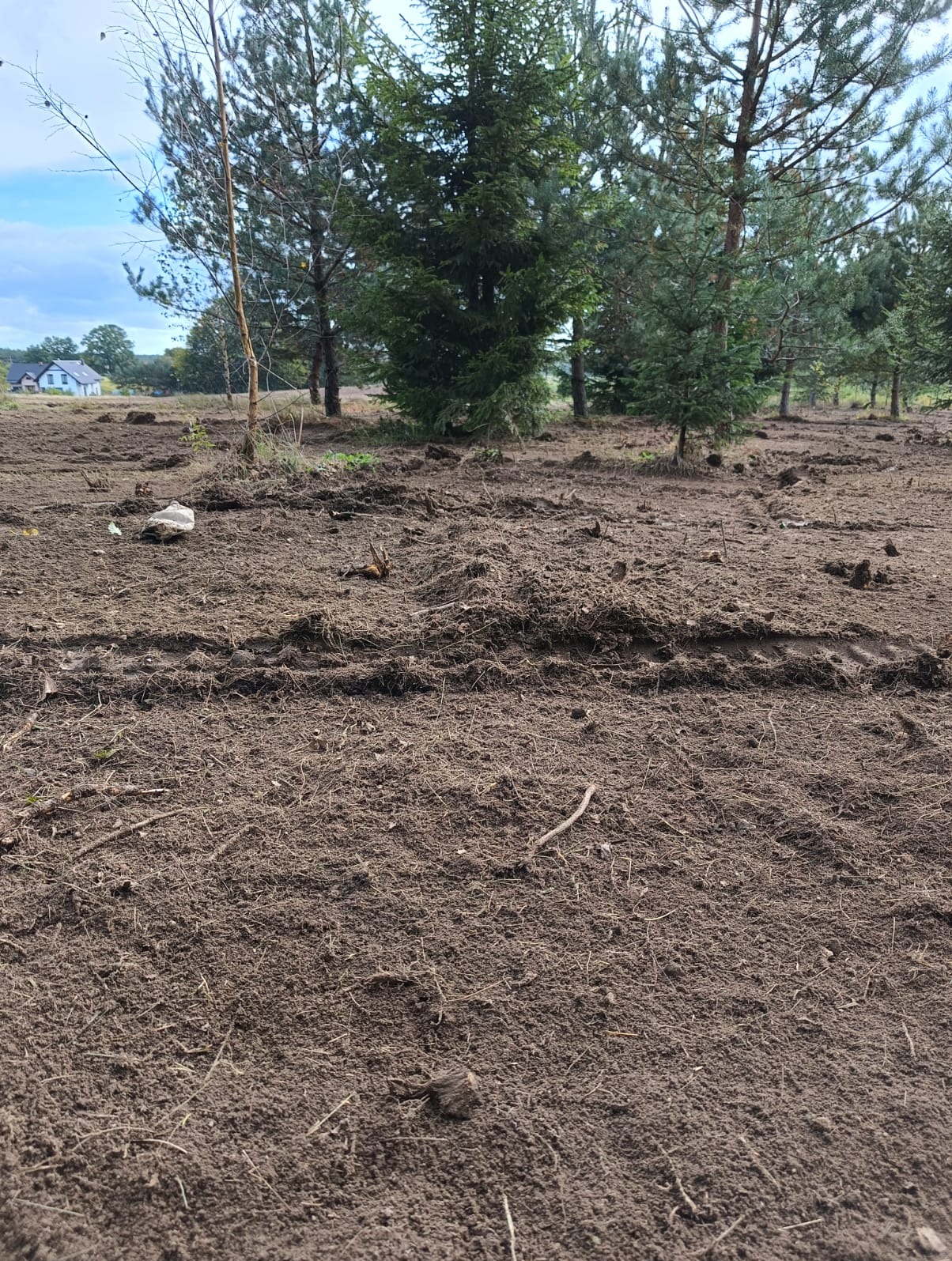 Ziemia po karczowaniu drzew, widoczne ślady po maszynach, w tle pojedyncze drzewa i dom.