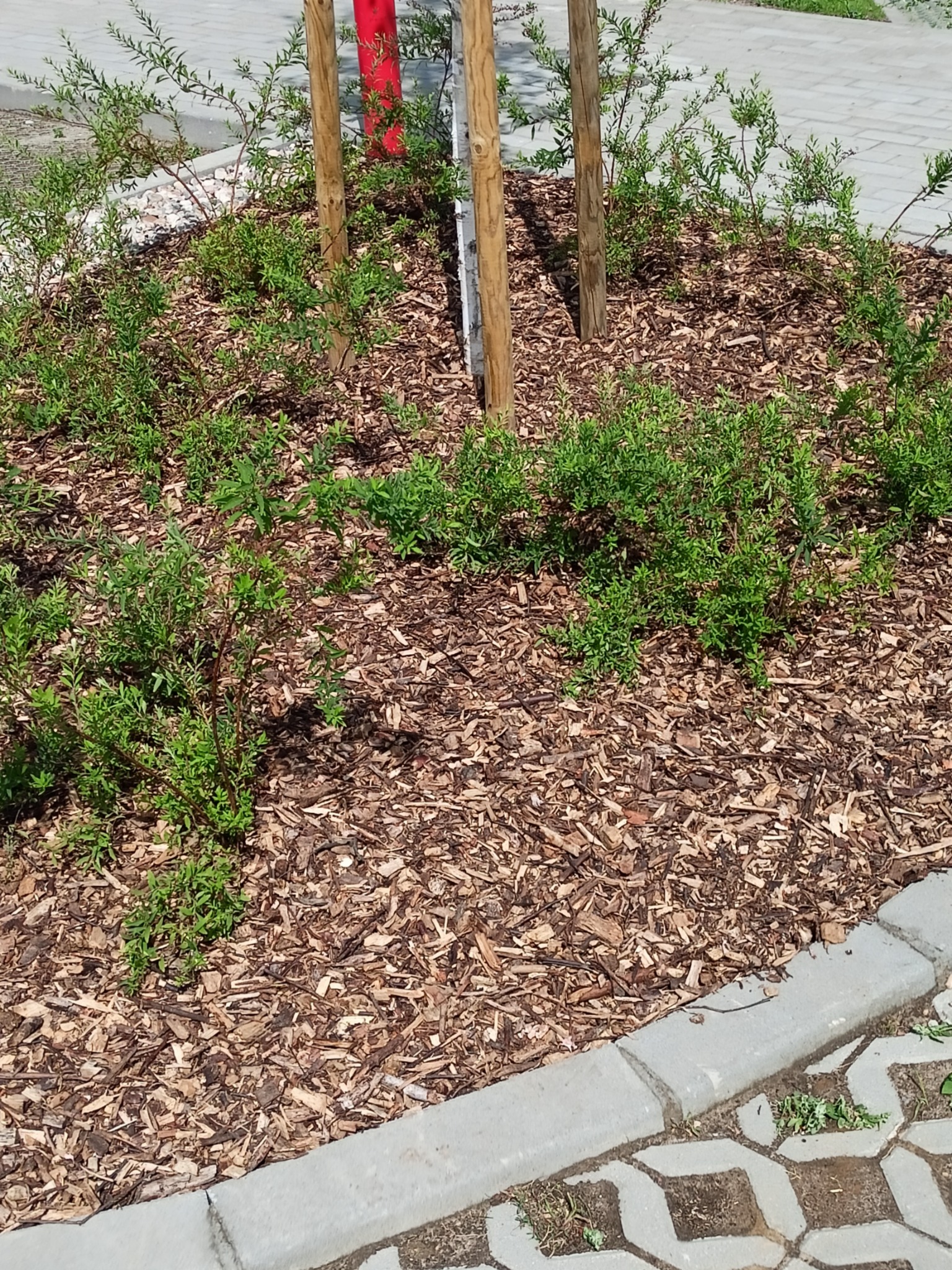 Młode krzewy zasadzone wokół drzew, wyściółkowane korą drzewną, obrzeże z betonowej kostki.
