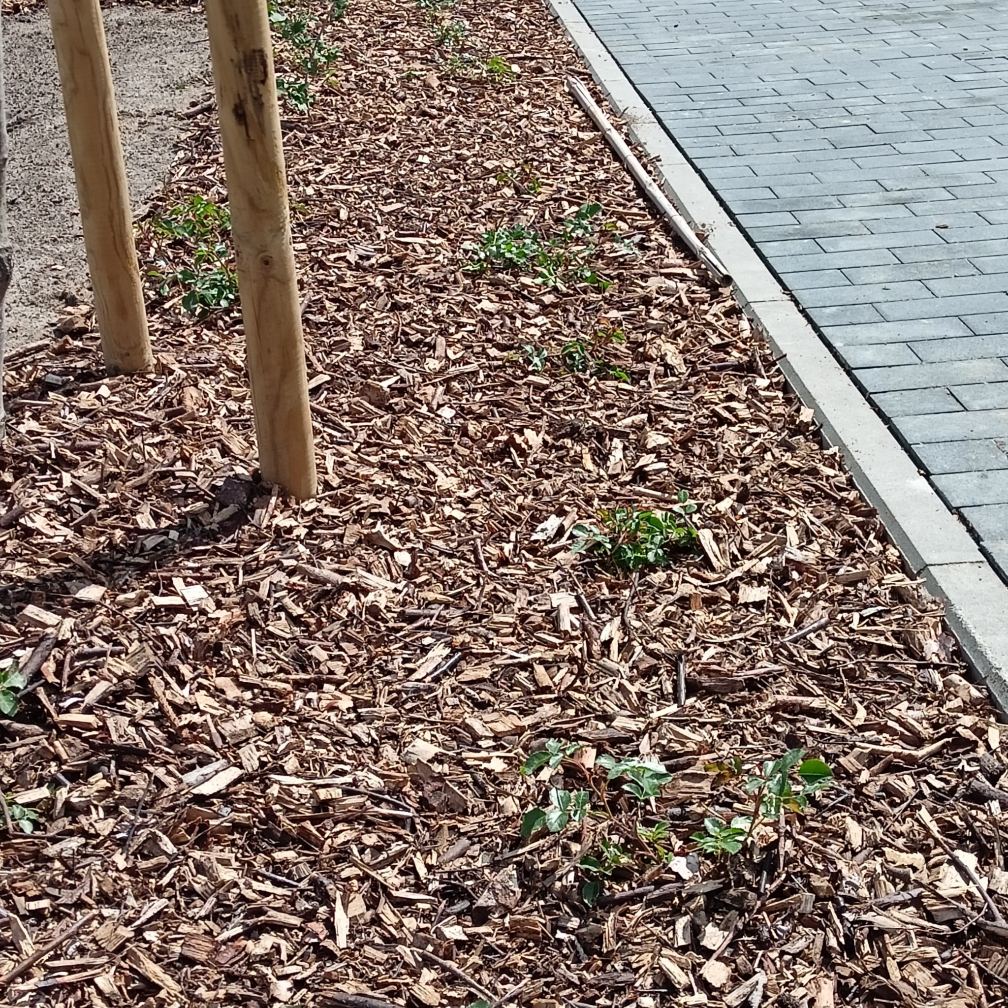 Świeżo posypana kora drzewna wokół młodych drzewek, widoczne małe rośliny i kostka brukowa.