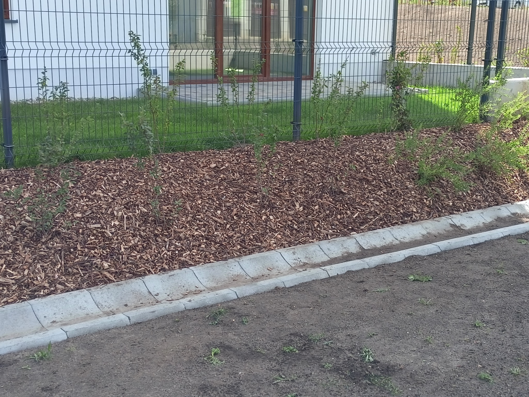 Rabata z korą i młodymi krzewami wzdłuż metalowego ogrodzenia na tle białego budynku z brązowymi oknami.