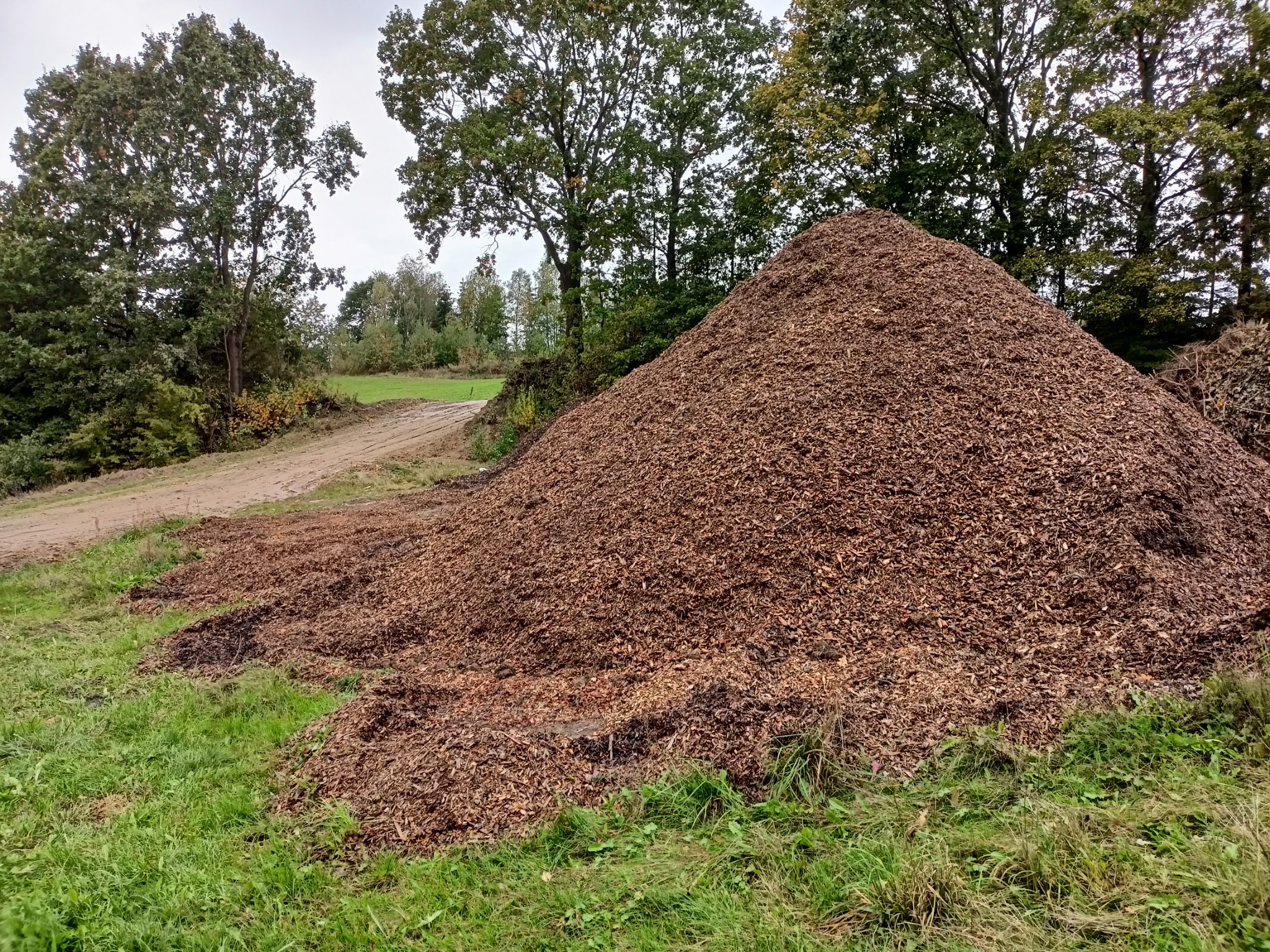 Góra zrębków drzewnych leżąca na trawie, w tle drzewa i droga gruntowa.
