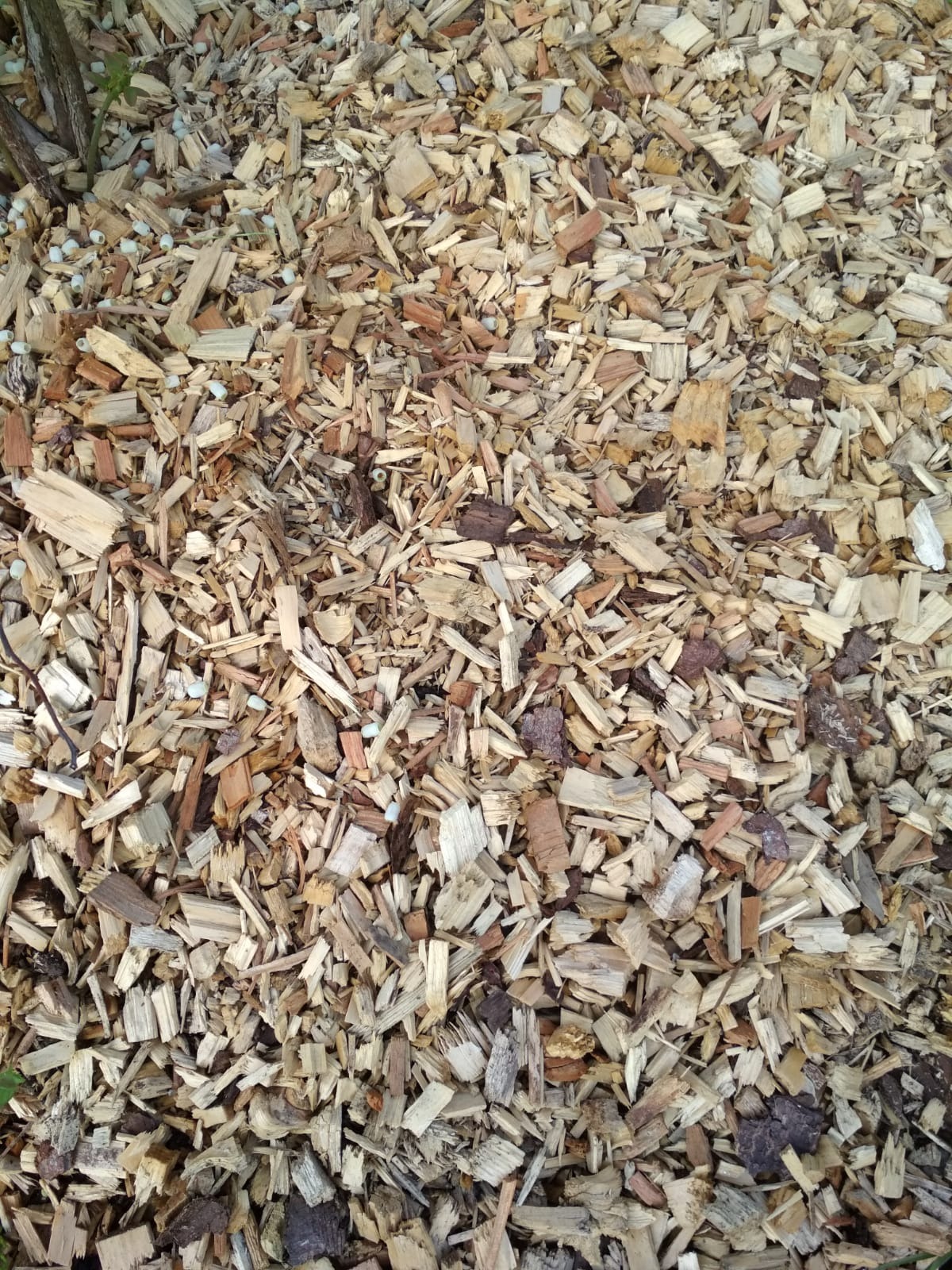 Świeżo rozsypana warstwa brązowych i jasnych zrębków drzewnych na ziemi, widoczne białe granulki nawozu.