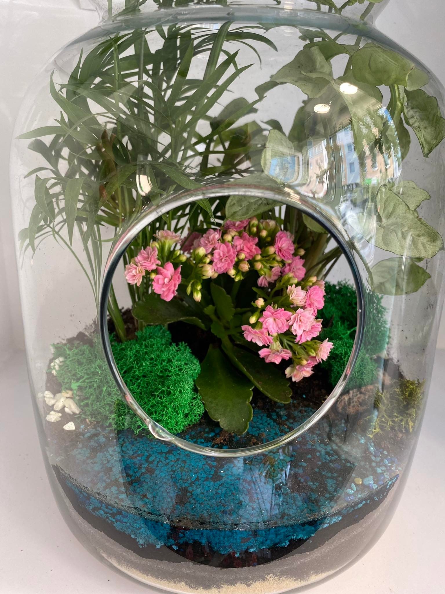 Szklany słój z kompozycją roślin: zielone paprotki, kalanchole z różowymi kwiatami, mech i turkusowe kamyczki, widoczne odbicie budynku w szkle.