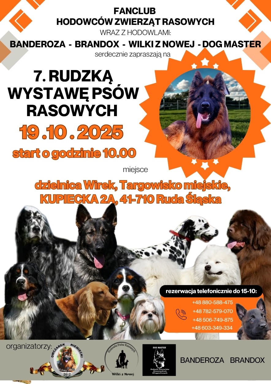 Plakat 7. Rudzkiej Wystawy Psów Rasowych 19.10.2025 w Rudzie Śląskiej. Na plakacie liczne psy różnych ras i numery telefonów do rezerwacji.