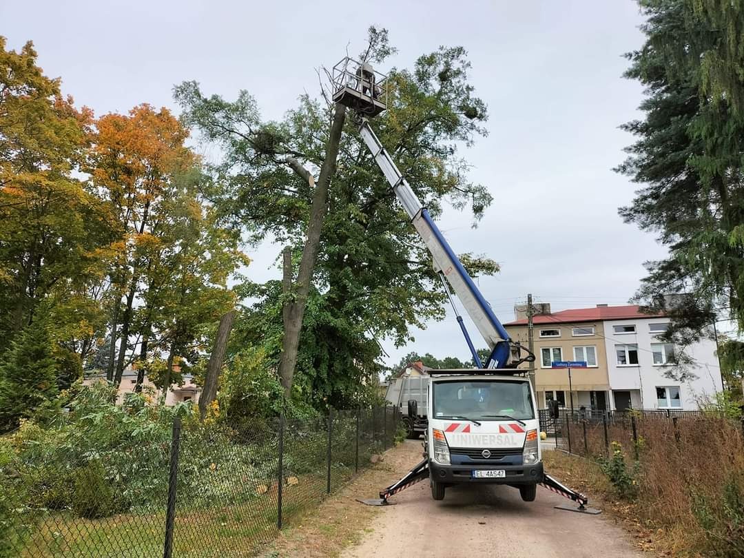 Wycinka drzew z podnośnika koszowego UniwerSal przy drodze, widoczny częściowo ogołocony pień i jesienne liście na sąsiednich drzewach.