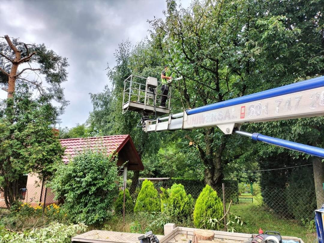 Pracownik na podnośniku koszowym przycina gałęzie drzewa, widoczne ścięte gałęzie na ziemi, z prawej strona ramię podnośnika z napisem 'UNIVERSAL 601 747 25'