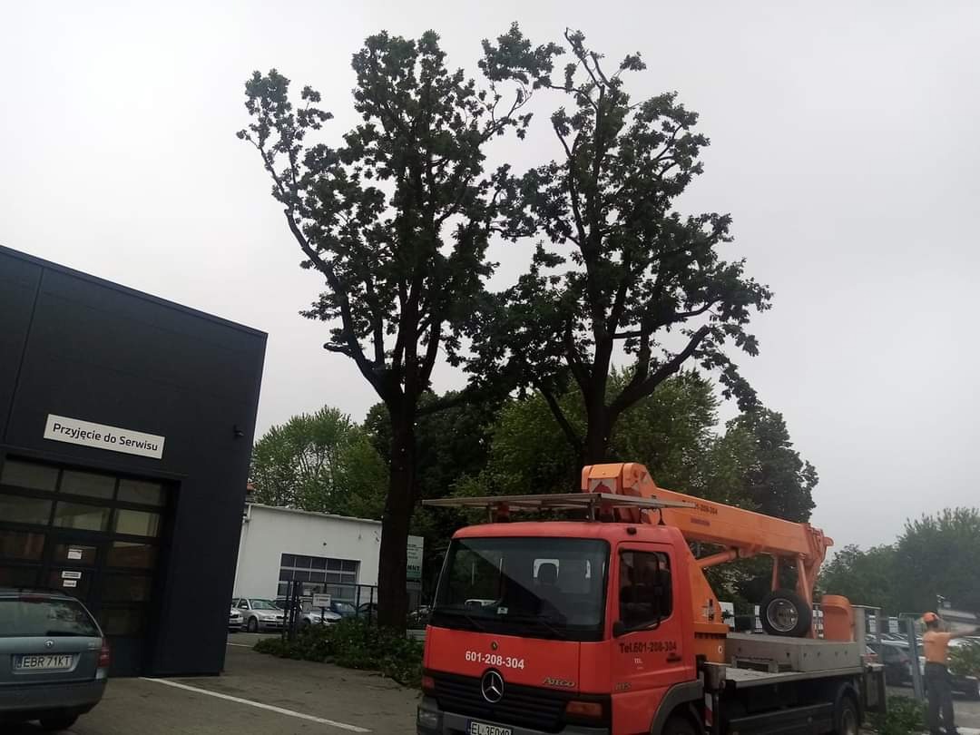 Pielęgnacja drzew z podnośnika