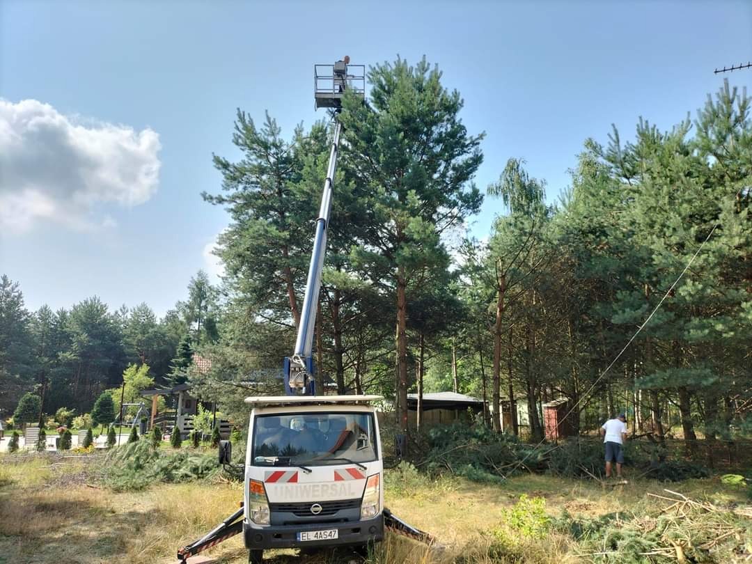 Zmniejszenie korony drzewa