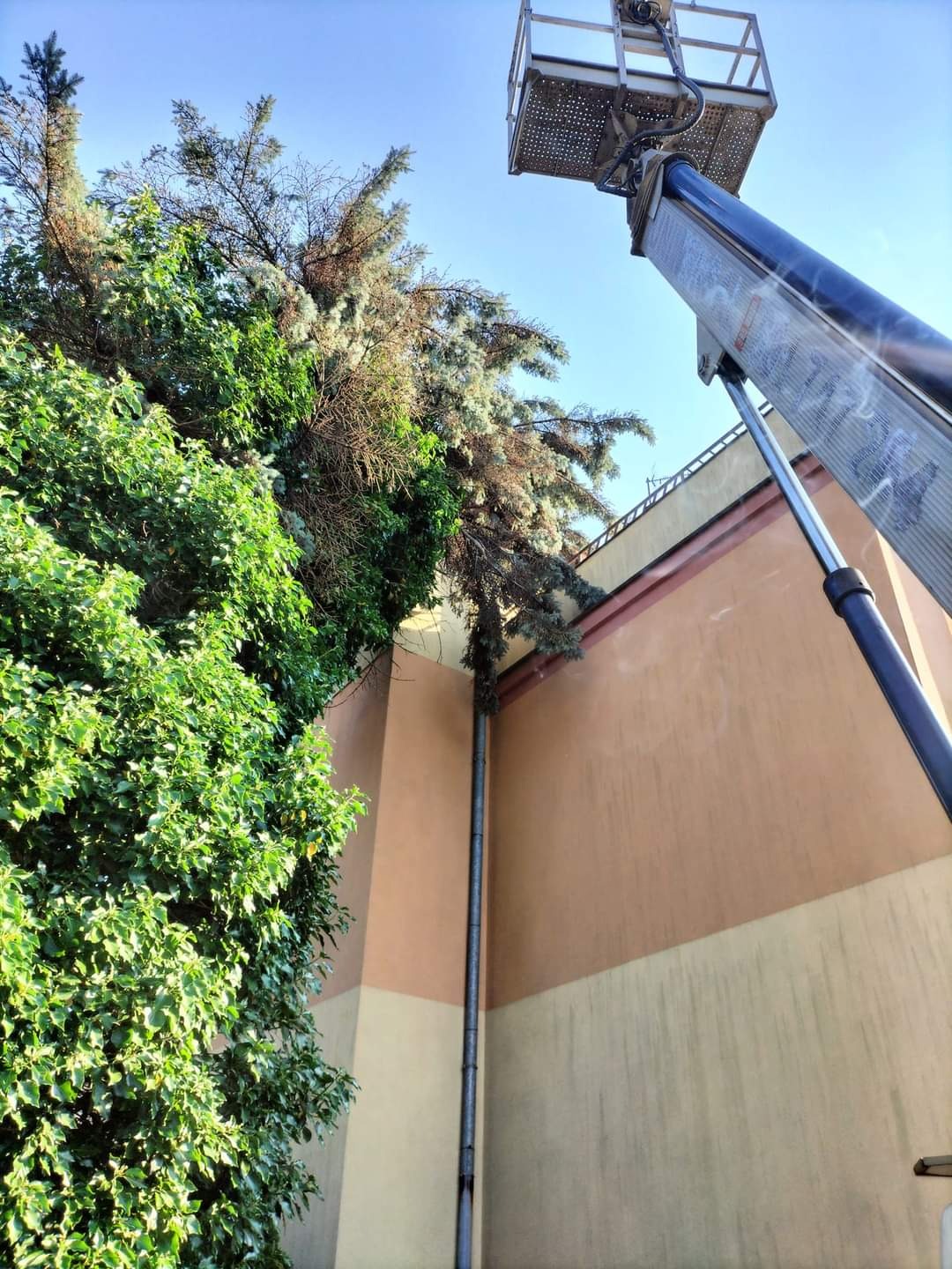 Usunięcie złamanego czubka drzewa