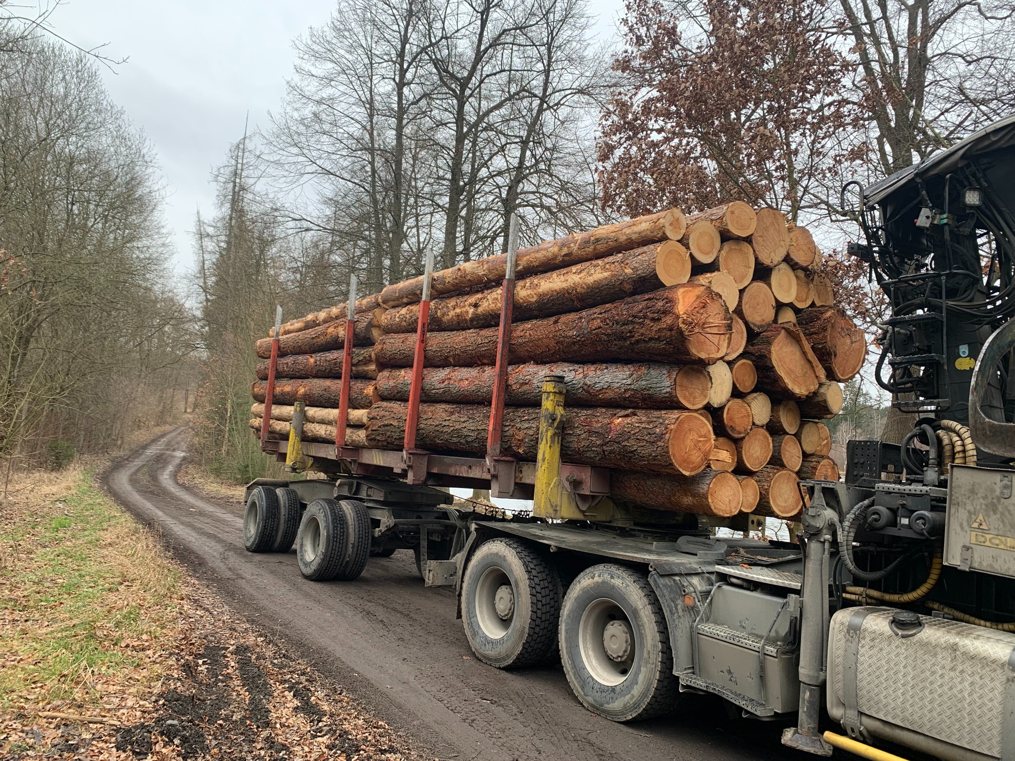 Surowiec: świerk, modrzew