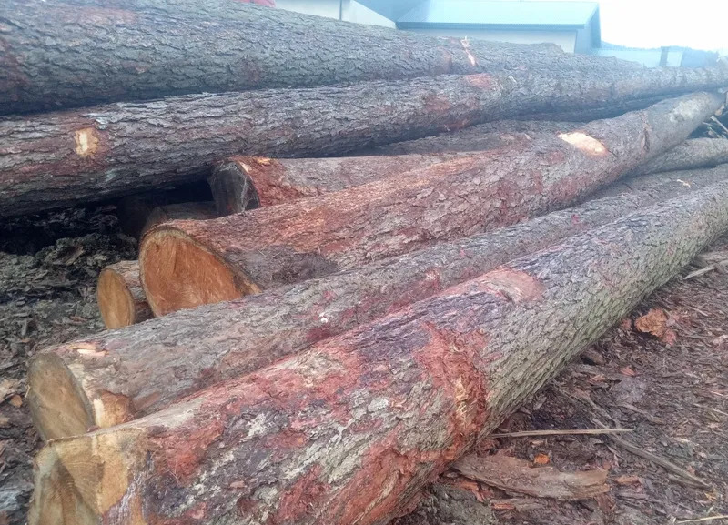 Stos pni drzewnych z widoczną korą i świeżymi cięciami, ułożonych na ziemi, z budynkiem w tle.