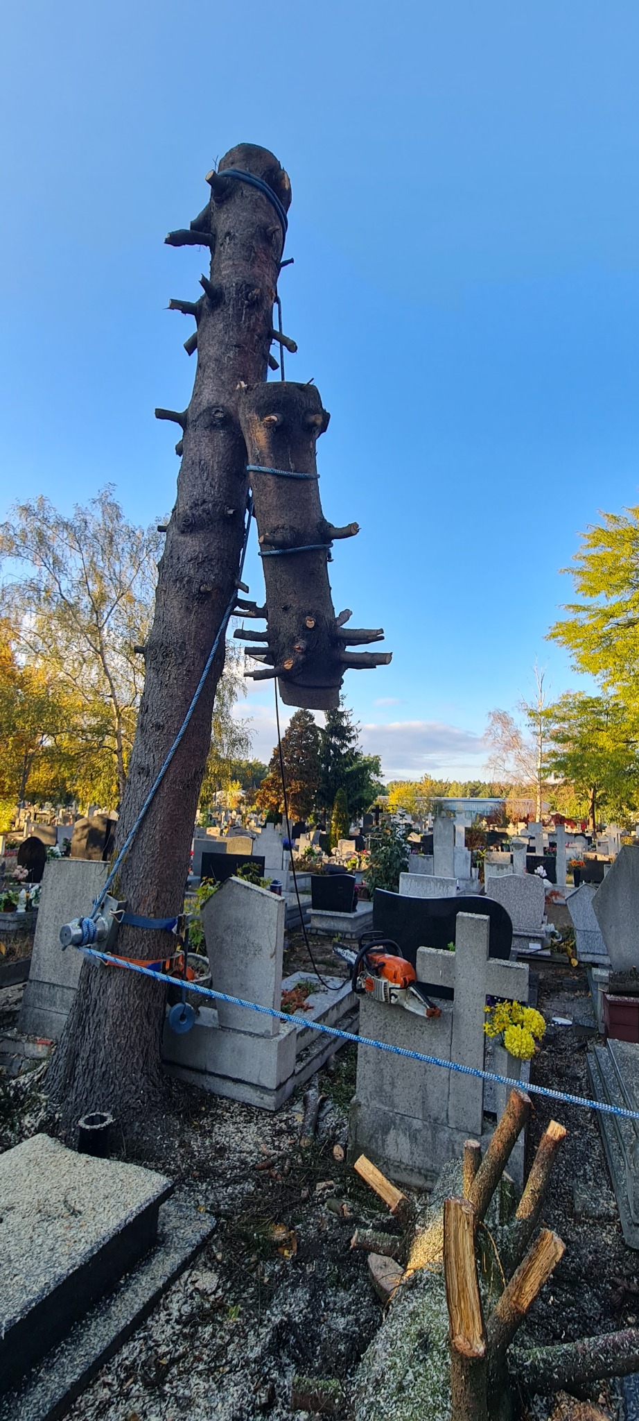 Ogołocony pień drzewa zabezpieczony linami na cmentarzu, widoczna piła łańcuchowa i liczne nagrobki w tle.