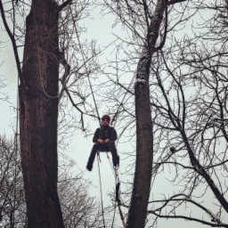 Arborysta w uprzęży, zawieszony między dwoma drzewami bez liści, przygotowuje się do pracy. Widoczne liny i narzędzia.