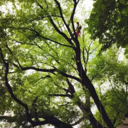 Arborysta w kasku i uprzęży na dużej wysokości podczas przycinania korony drzewa z użyciem liny, widok od dołu.