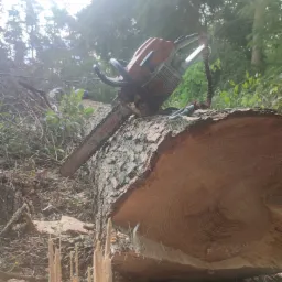 Piła spalinowa Stihl spoczywa na świeżo ściętym pniu drzewa w Gołuchowie, z widocznymi wiórami i korą. W tle zieleń drzew i krzewów.