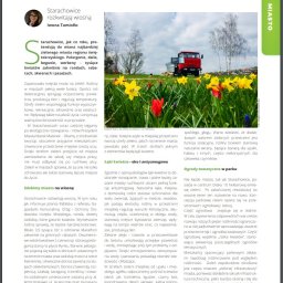 Iwona Tamiołło Sztuka Pisania - Żółte i czerwone tulipany na tle miejskiego krajobrazu z czerwonym samochodem ciężarowym w oddali, symbolizujące miejskie nasadzenia kwiatowe i dbałość o zieleń.