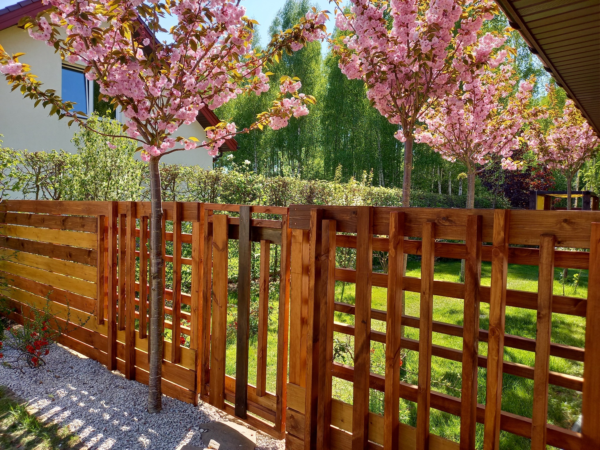 Drewniany płot z furtką w ogrodzie, obsadzony kwitnącymi drzewami wiśniowymi i podsypany białym żwirem, widok na zielony trawnik i drzewa w tle.