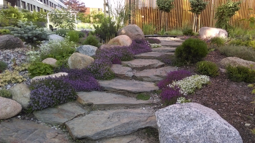 Kamienna ścieżka w ogrodzie z nasadzeniami wrzosów i ozdobnych krzewów, w tle drewniane panele ogrodzeniowe i budynek.