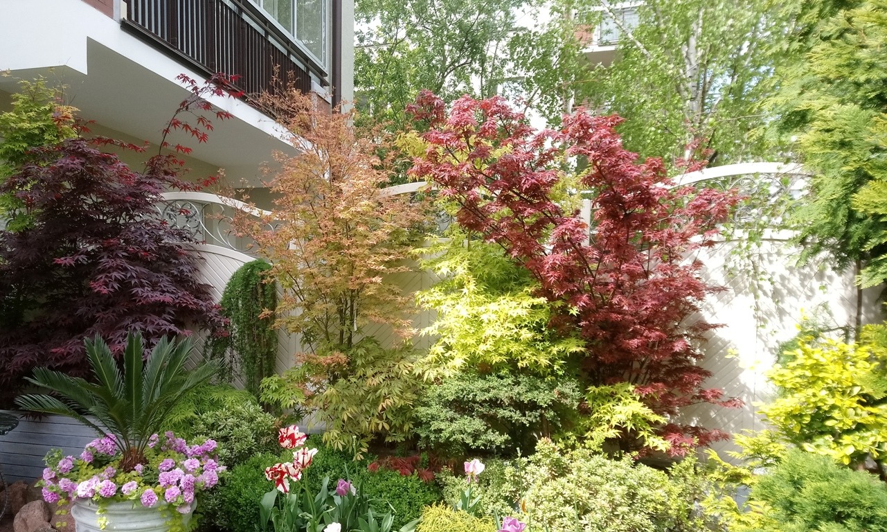 Kaskadowy ogród z różnobarwnymi klonami japońskimi, kwitnącymi tulipanami i kompozycją kwiatową w ozdobnej donicy, na tle białego ogrodzenia.