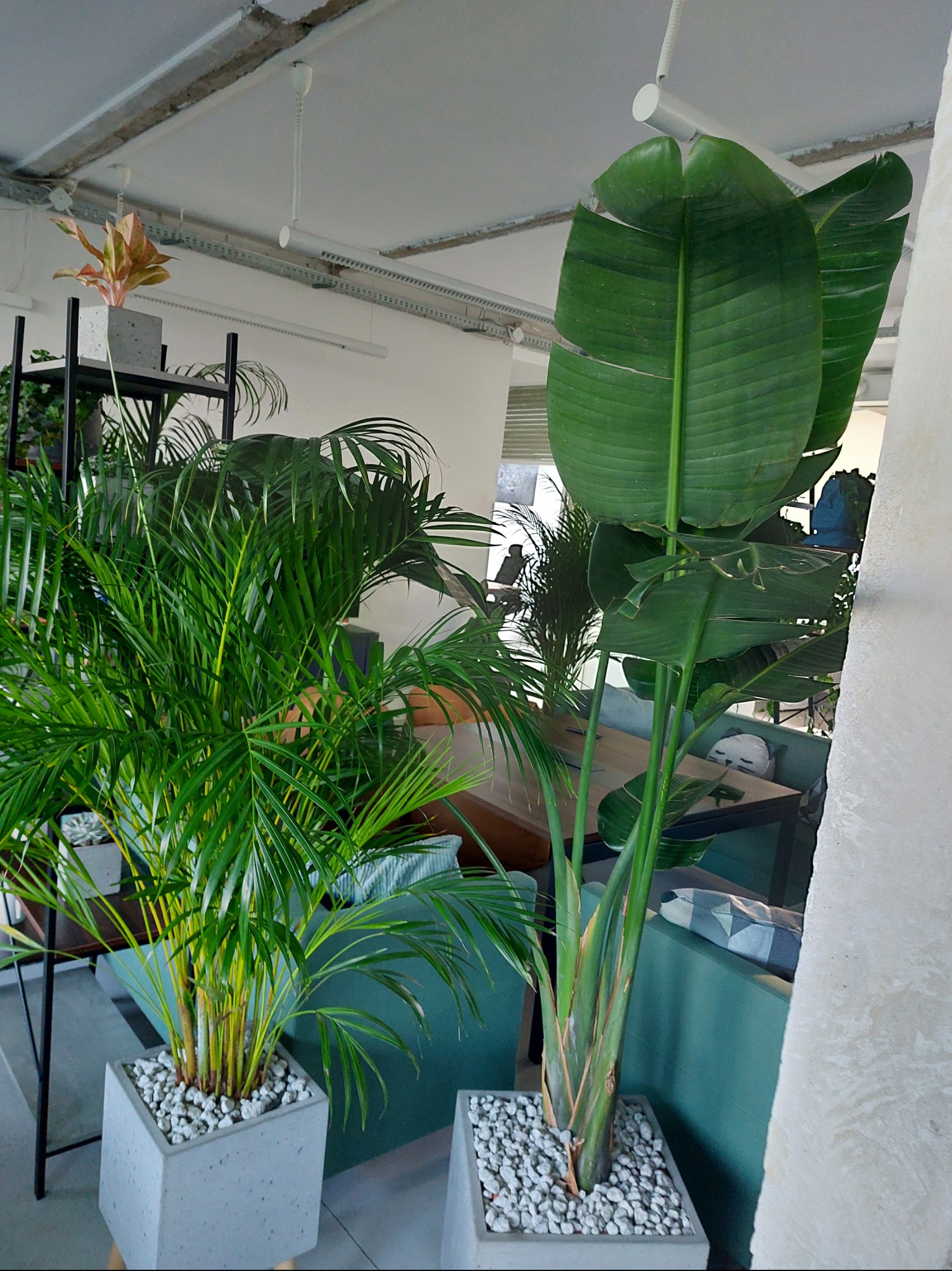 Wnętrze biura z roślinami doniczkowymi: palma areka i strelicja królewska w betonowych donicach wypełnionych białym grysem, na tle biurowego wnętrza z szarą sofą i stolikiem.