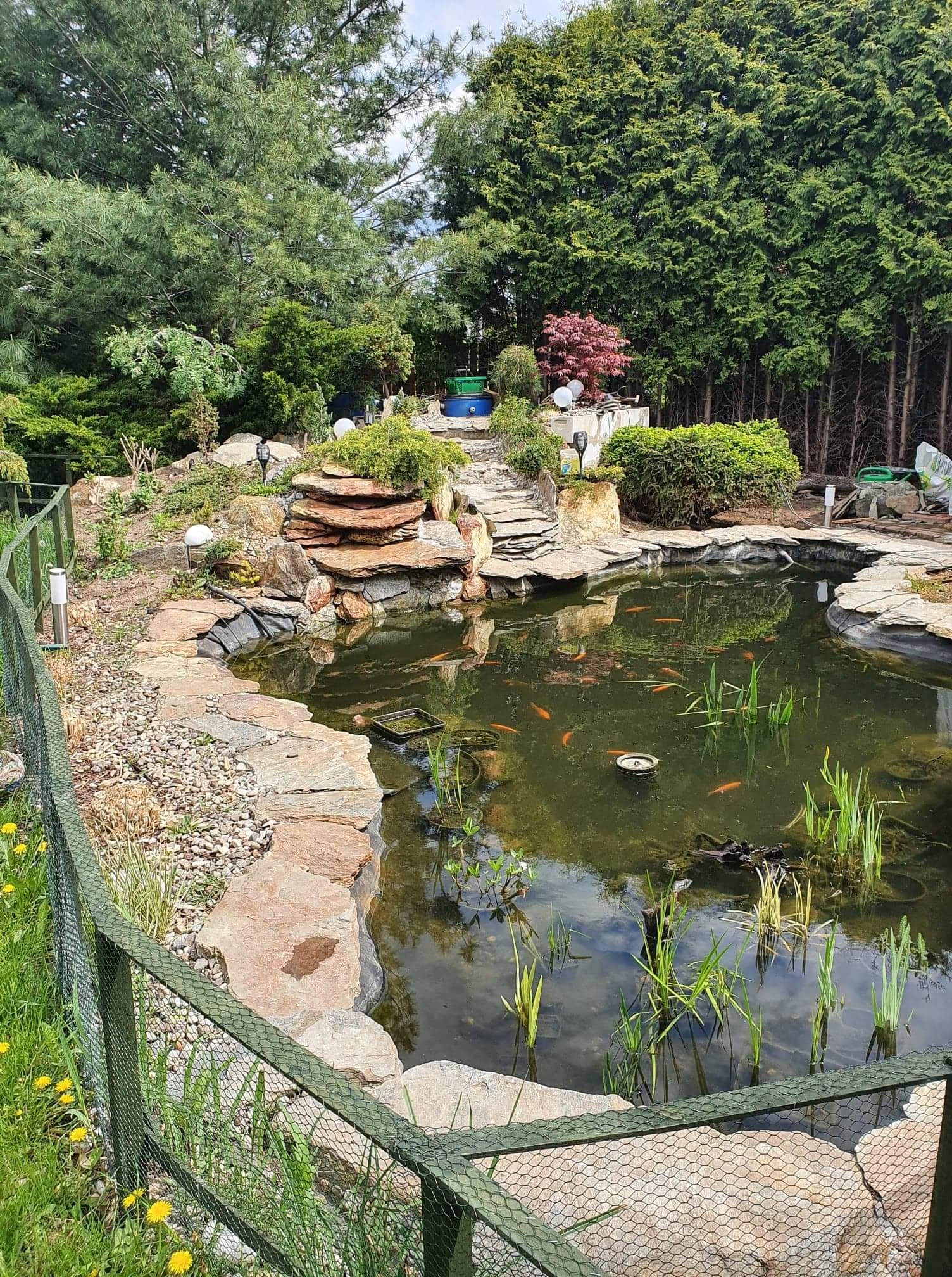 Oczko wodne z kamiennym brzegiem, roślinami wodnymi i pomarańczowymi rybkami, otoczone zielenią i niskim ogrodzeniem z siatki.