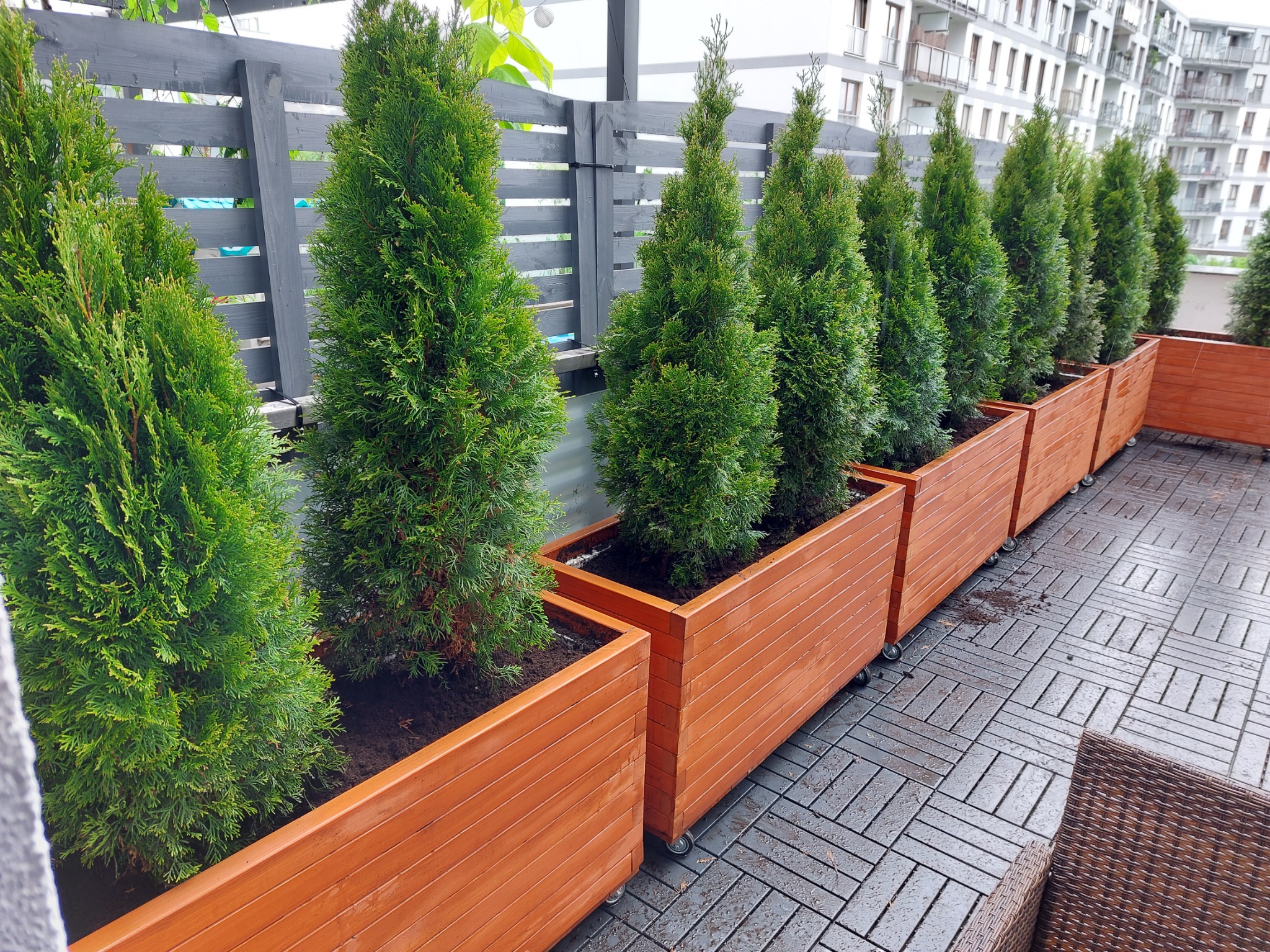 Rząd tuj w drewnianych donicach na kółkach, ustawionych na tarasie z szarej kostki, z szarą drewnianą balustradą i budynkiem mieszkalnym w tle.