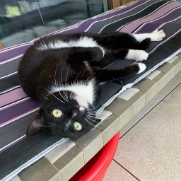 Mój kotek który mieszka ze mną. Ma 4 lata i 
 nie ma problemu z innymi zwierzakami.