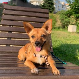 Mój piesek który mieszka ze mną, ma 4 lata i jest przyjazną nie ma problemu z kontaktami z innymi pieskami. 