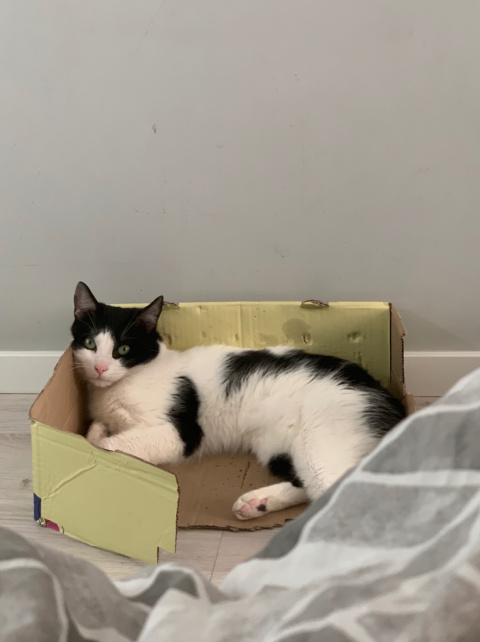 Mój kotek który mieszka ze mną. Ma 3 lata i również nie ma problemu z innymi zwierzakami.