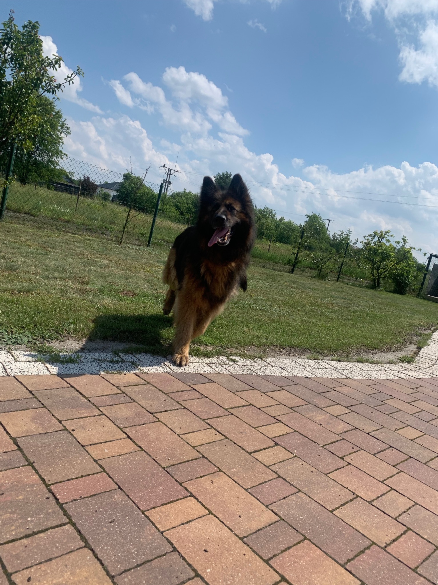 Mój piesek który nie mieszka ze mną. Ma 7 lat.