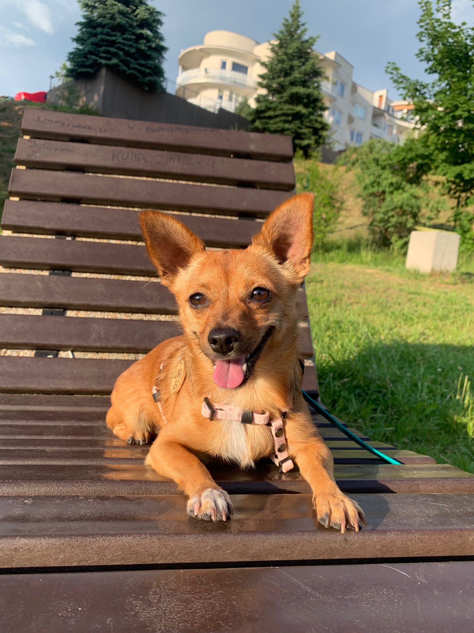 Mój piesek który mieszka ze mną, ma 4 lata i jest przyjazną nie ma problemu z kontaktami z innymi pieskami.