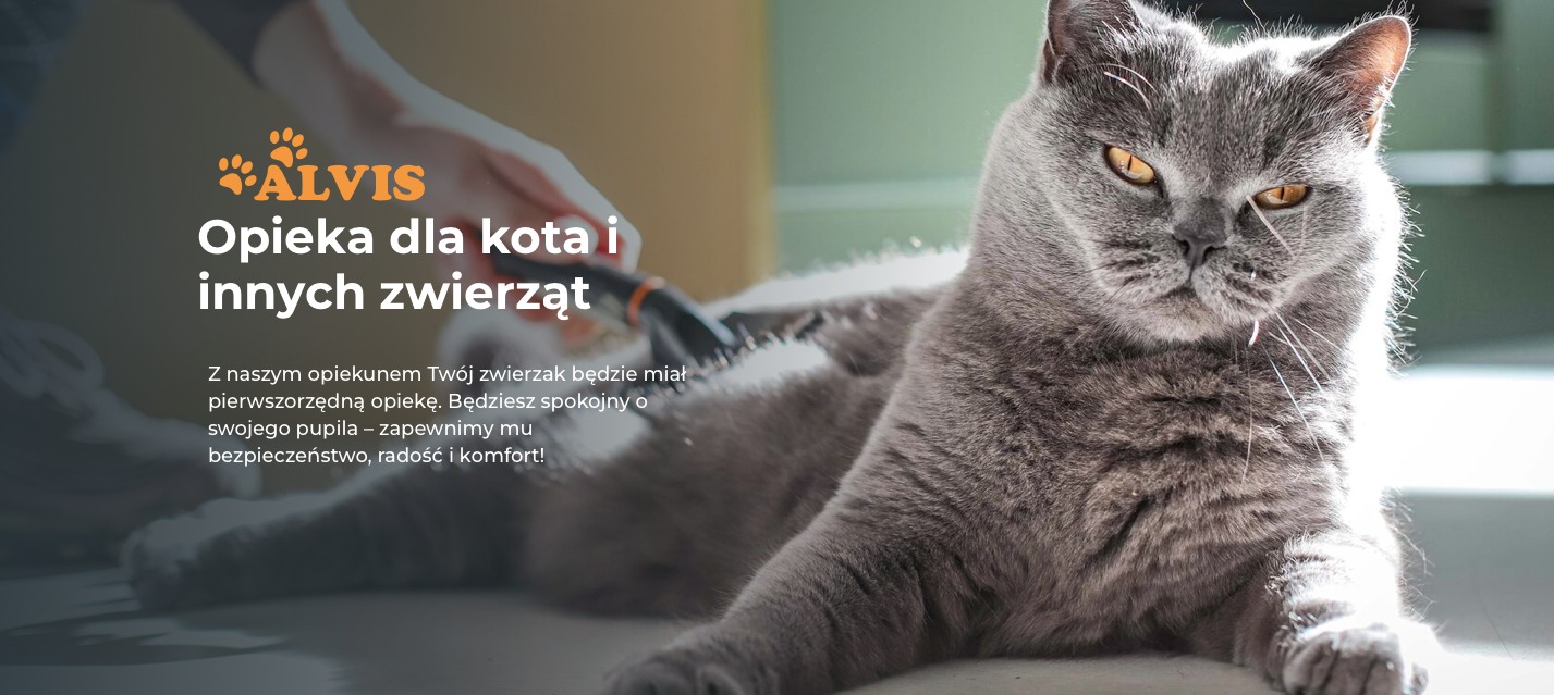 Szary kot rasy brytyjskiej leżący, czesany szczotką, logo firmy Alvis w tle.