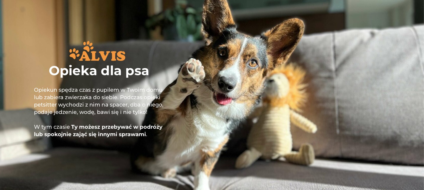 Uśmiechnięty pies rasy corgi siedzi na szarej kanapie i podnosi łapę, obok pluszowy lew.