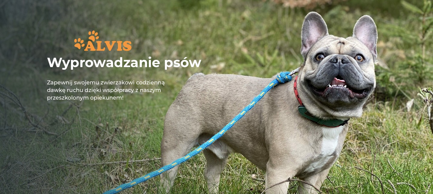 Uśmiechnięty buldog francuski na spacerze w trawie, z niebieską smyczą i zieloną obrożą.