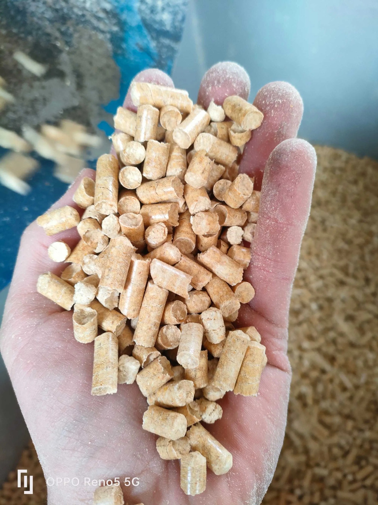 Otwarta dłoń, pokryta drobnym pyłem, wypełniona jasnymi, cylindrycznymi granulkami pelletu drzewnego, z widocznym tłem pełnym pelletu i fragmentem niebieskiego pojemnika.