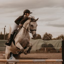 Stadniny i jazda konna Dębica 4