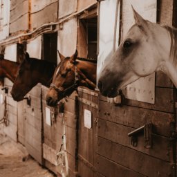 Stadniny i jazda konna Dębica 3