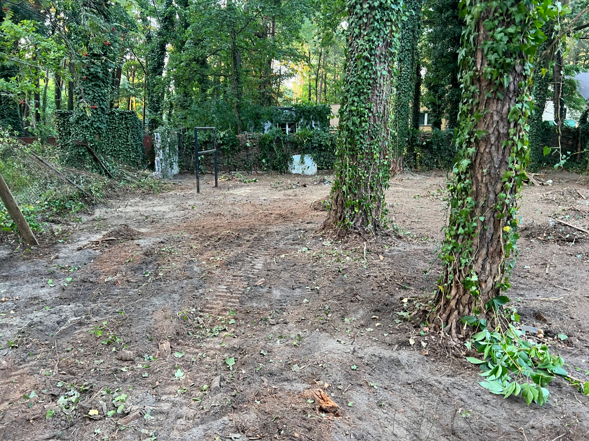 Wyrównany teren po wycince drzew, widoczne ślady opon i pozostałości po roślinności, drzewa porośnięte bluszczem w tle.