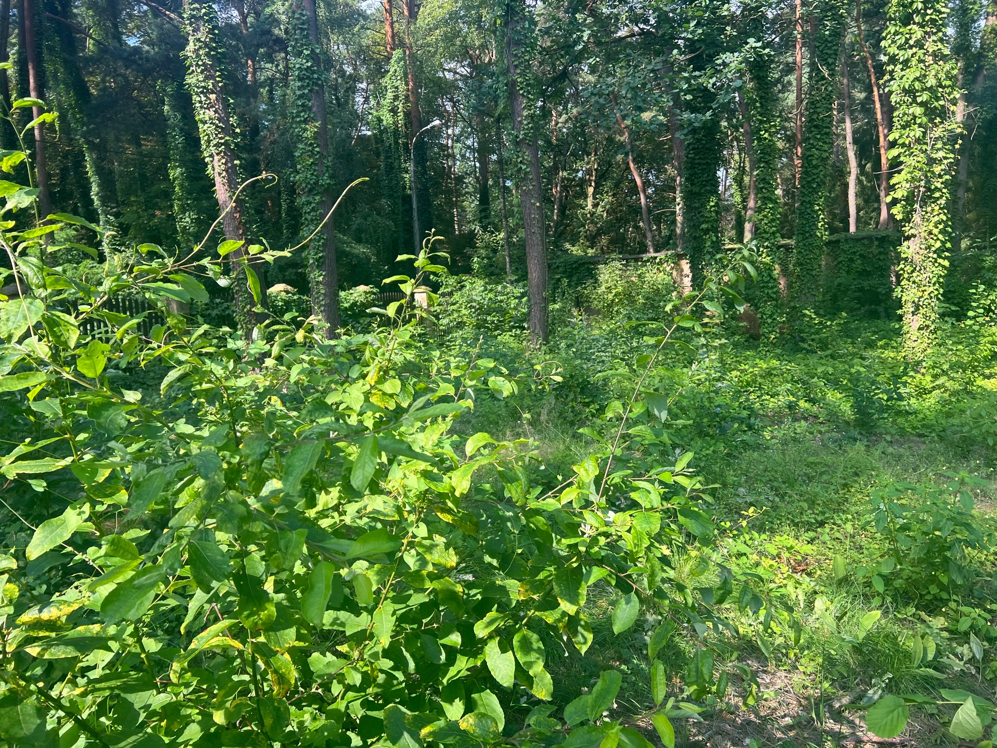Zarośnięty teren leśny z drzewami porośniętymi bluszczem i gęstą roślinnością runa leśnego. Widoczne pojedyncze pnącza. Na pierwszym planie krzew z zielonymi liśćmi.