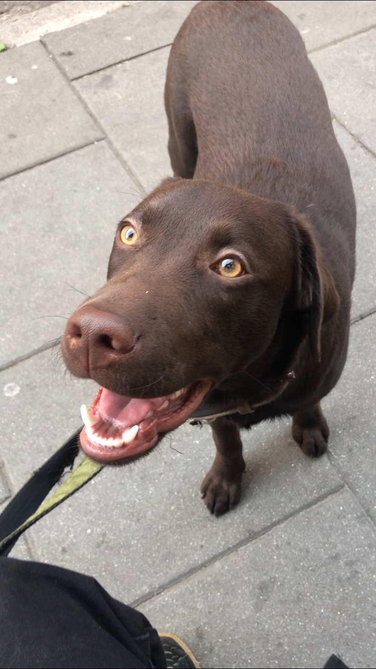 Uśmiechnięty czekoladowy labrador z żółtymi oczami, trzymany na smyczy, na tle chodnika z szarych płyt.