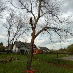 Arborysta w kasku i uprzęży, zabezpieczony liną, na drzewie bez liści, w tle domy i pochmurne niebo, na trawie leżą pocięte kawałki drewna.