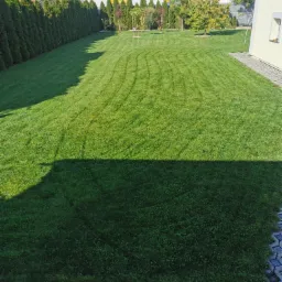 Zadbany trawnik z widocznymi śladami po kosiarce, otoczony tujami i budynkami mieszkalnymi w tle.