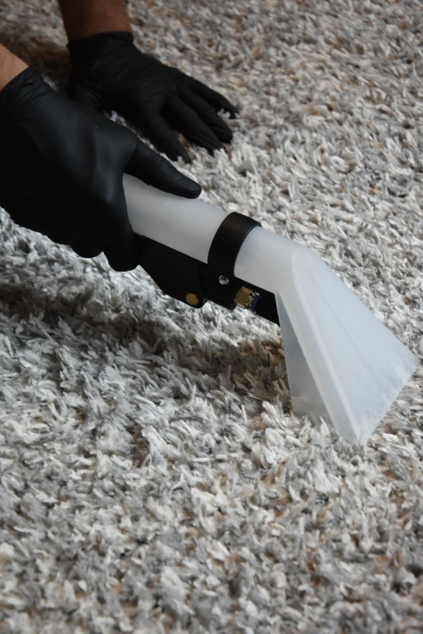 Czyszczenie szarego dywanu z długim włosiem za pomocą profesjonalnego odkurzacza piorącego z przezroczystą dyszą, widoczne dłonie w czarnych rękawicach ochronnych.