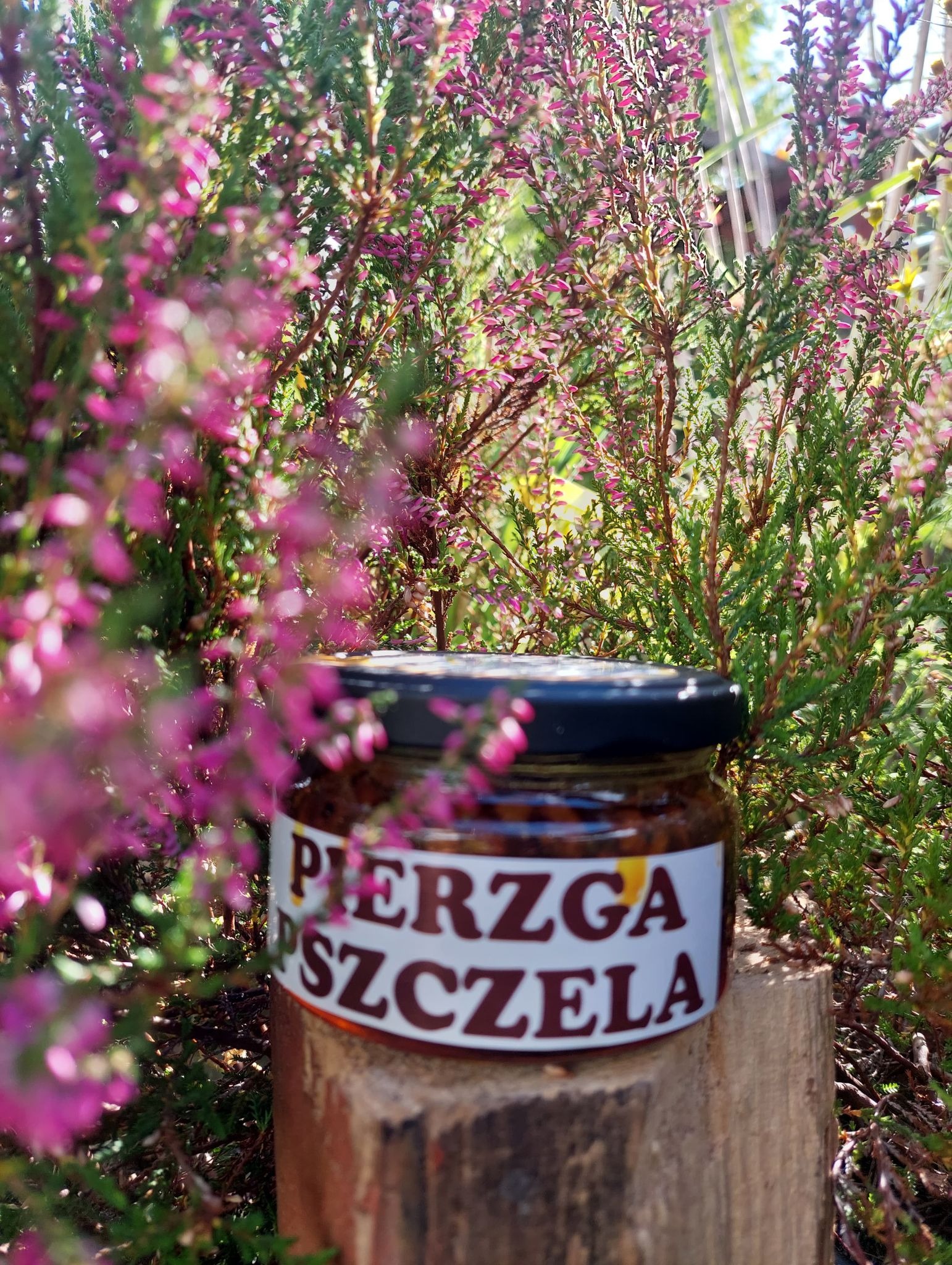 Słoik z pierzgą pszczelą na drewnianym pniu, otoczony kwitnącym wrzosem w słoneczny dzień.